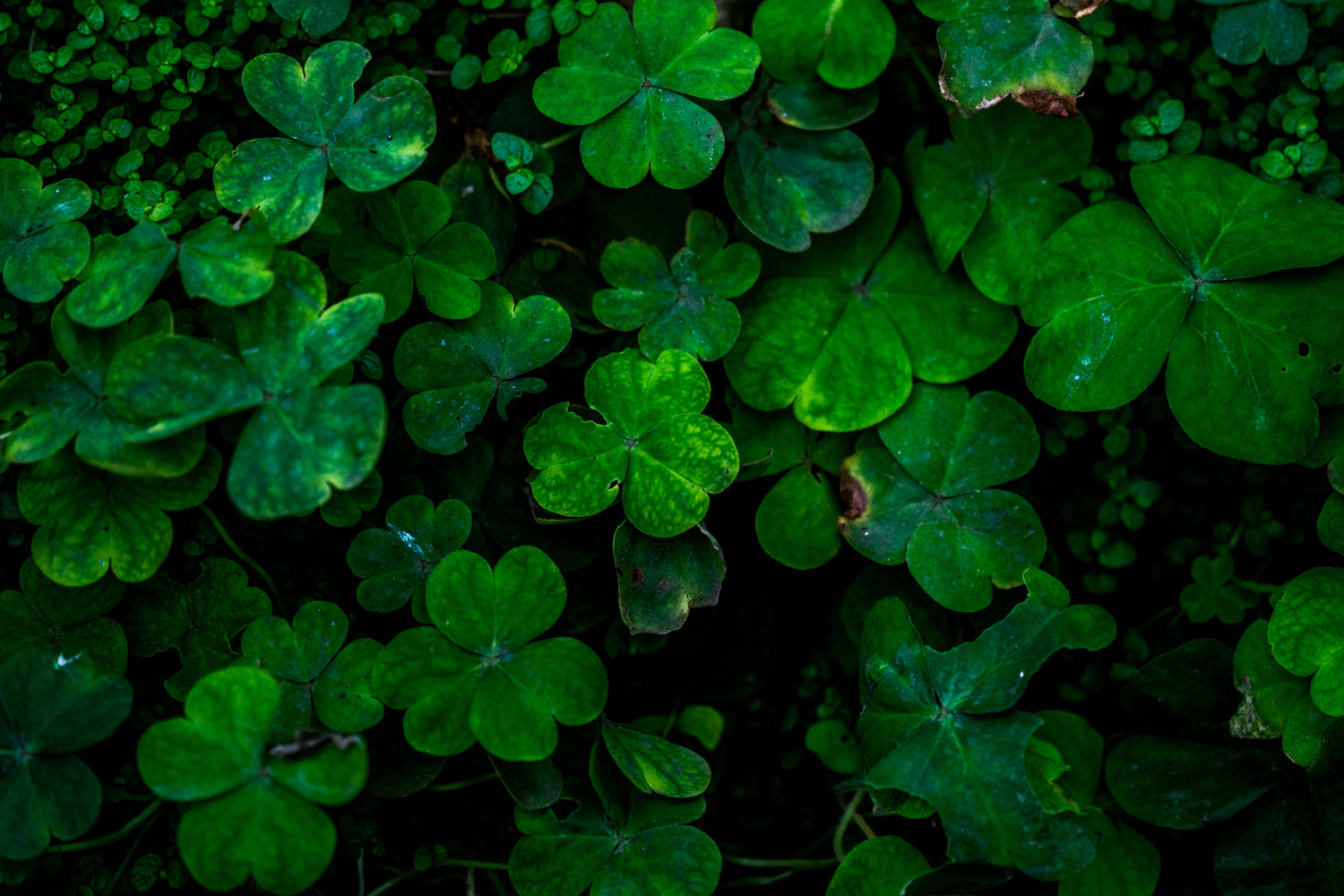 closeup-of-clover-leaves