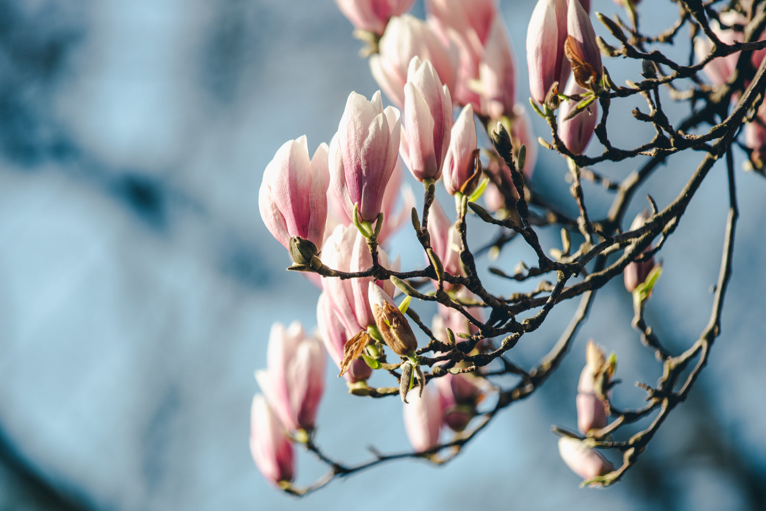 photo-of-full-magnolia-tree-branch