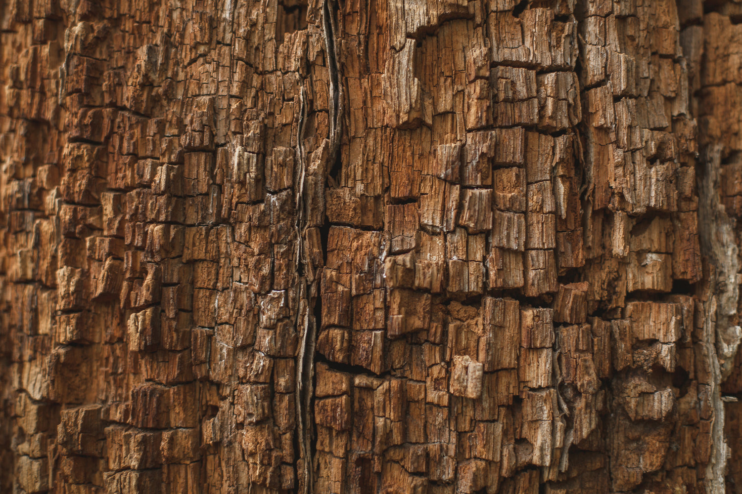 rotting-wood-texture