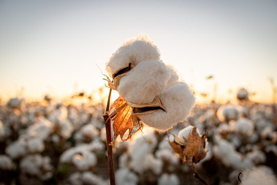Cotton_Plant_Sun_At_Dawn