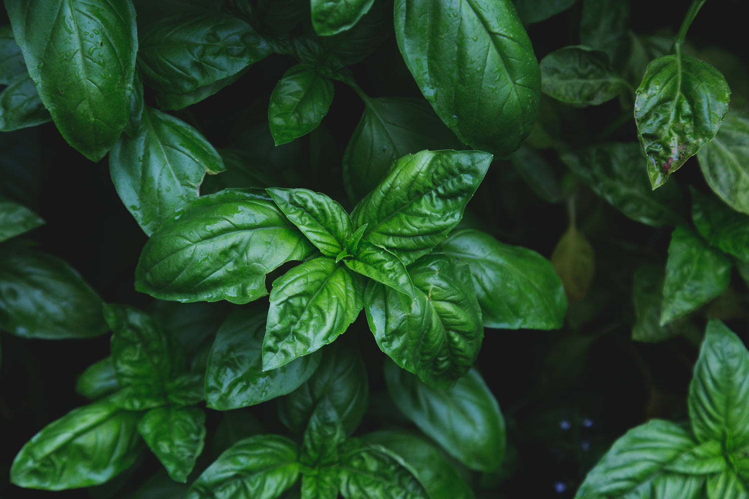 basil-leaves-glisten-faintly-from-raindrops