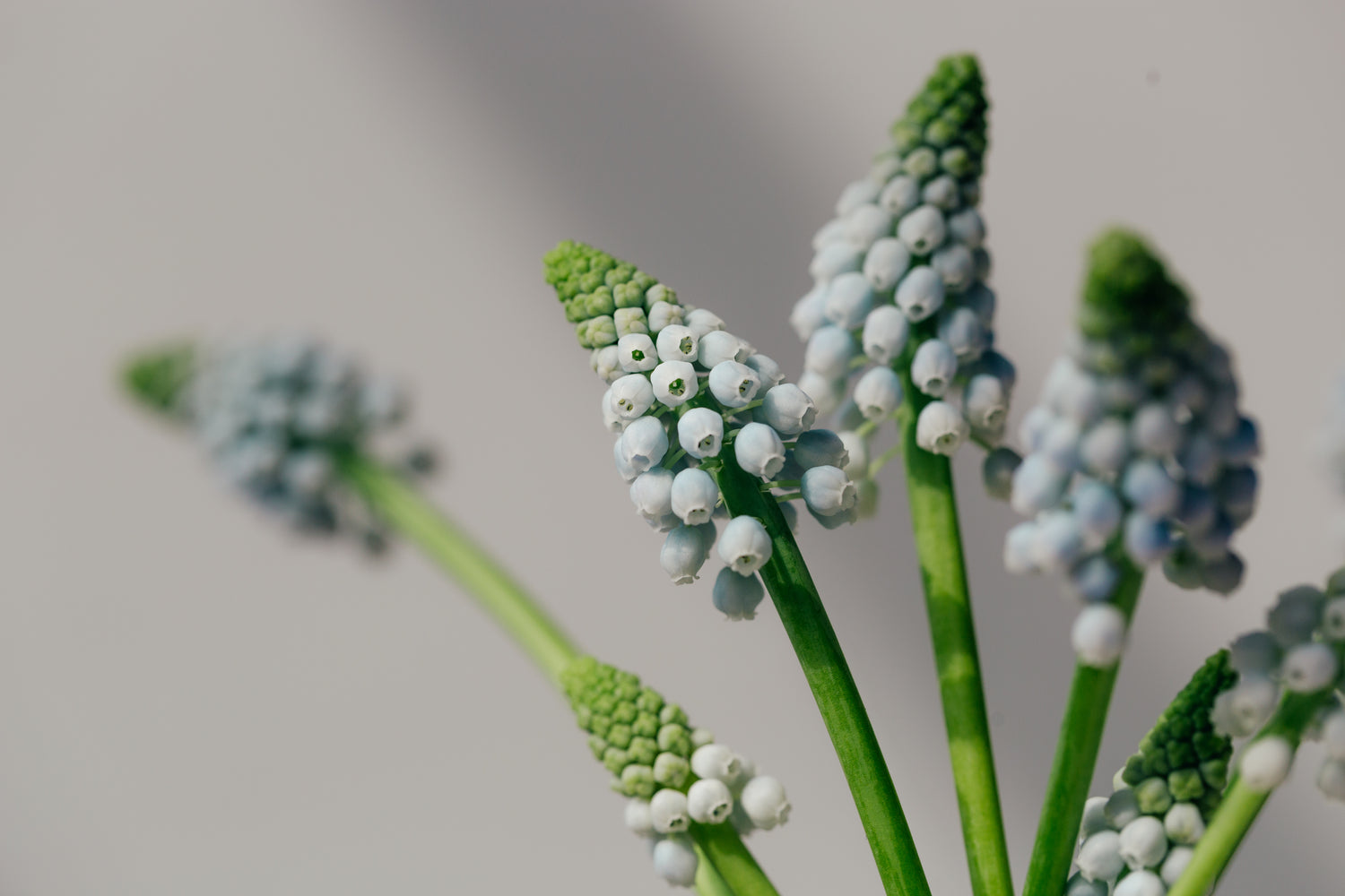 grape-hyacinths-against-gray-background
