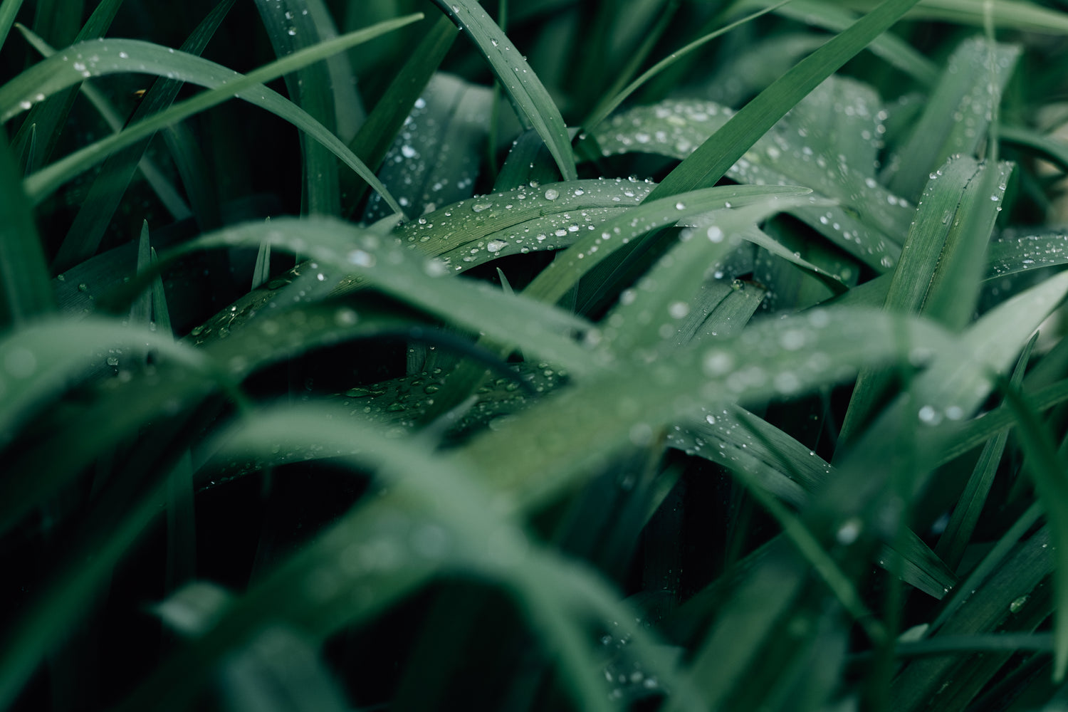 photo-in-macro-of-wet-green-grass